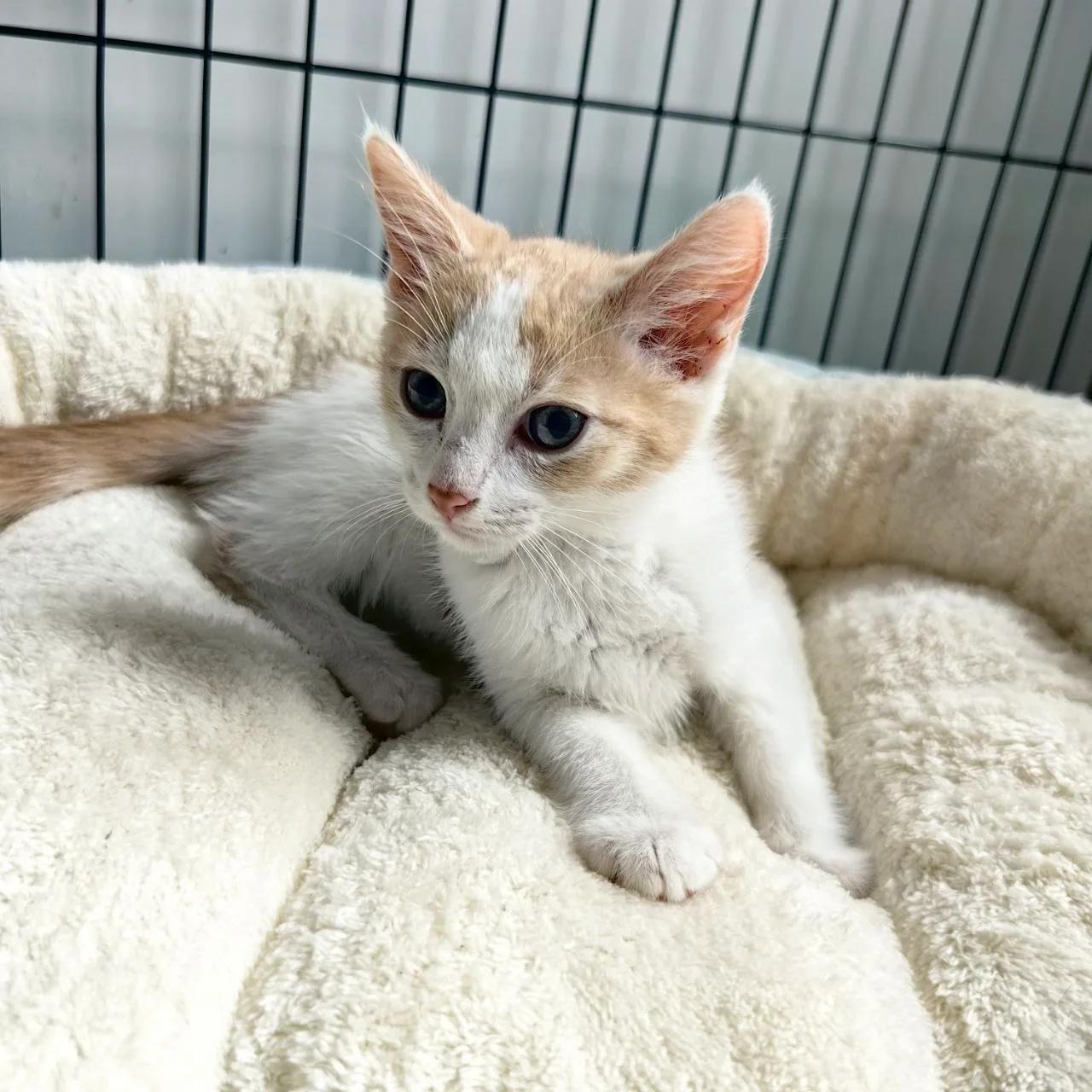 котенок девочка — фото 3