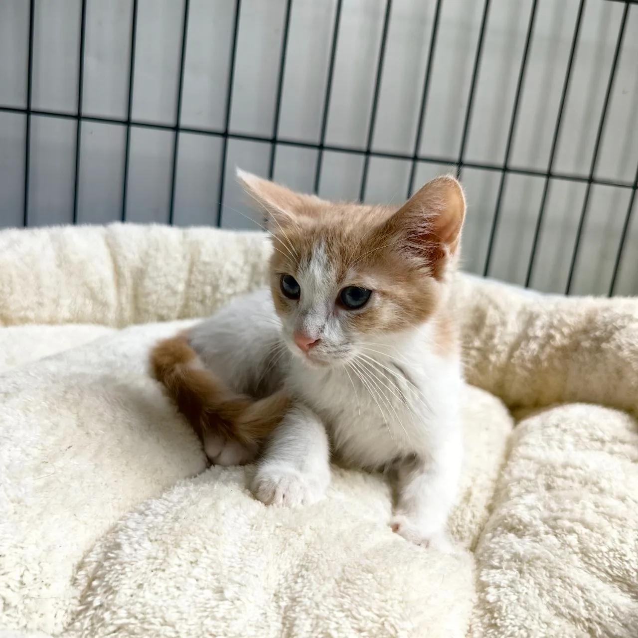 котенок девочка — фото 2
