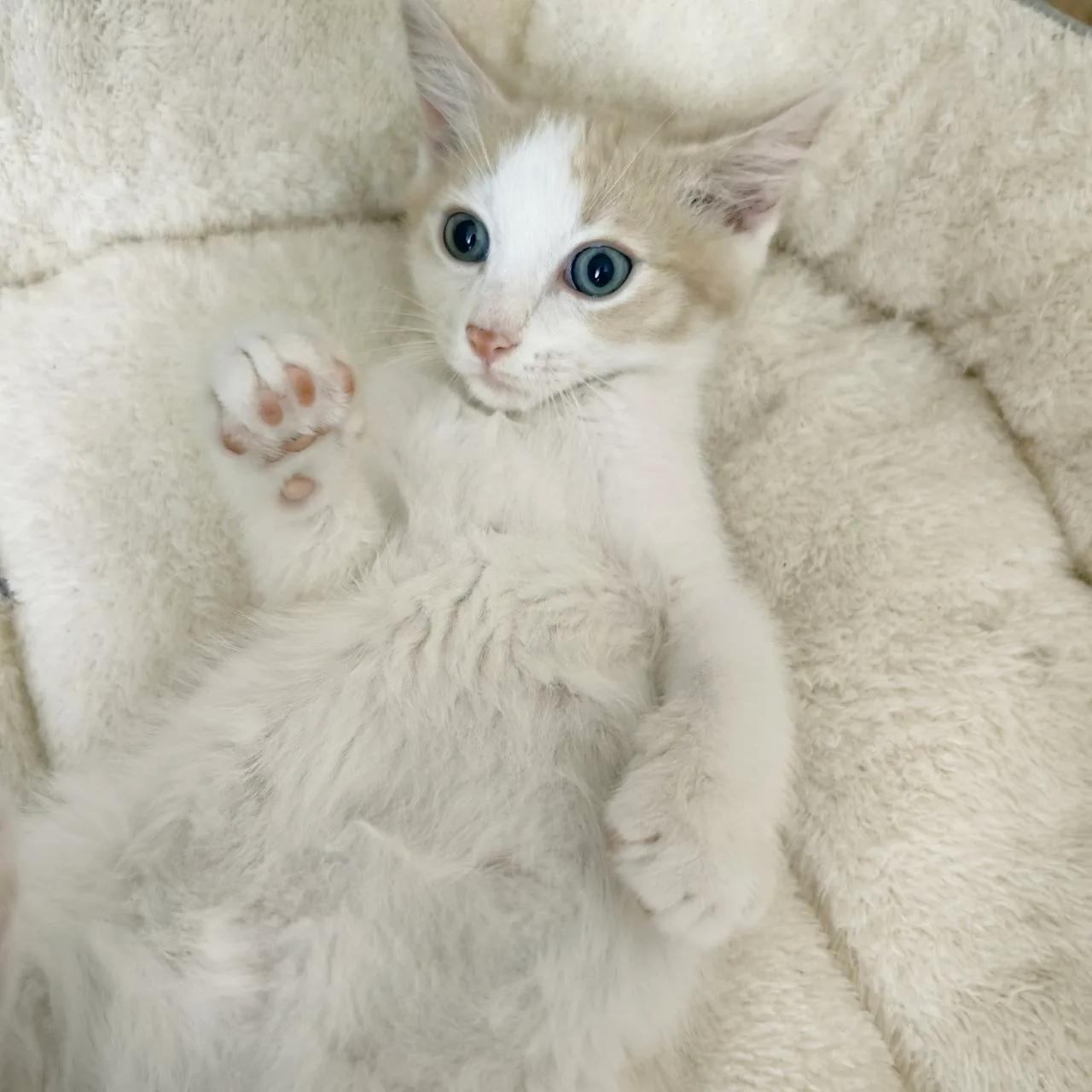 котенок мальчик 2