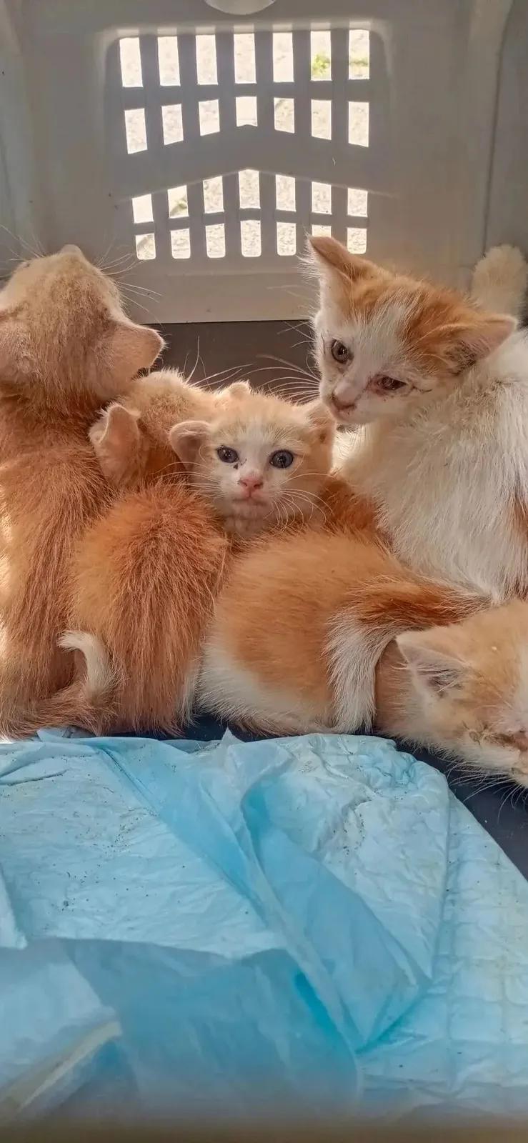 Котята 5 штук