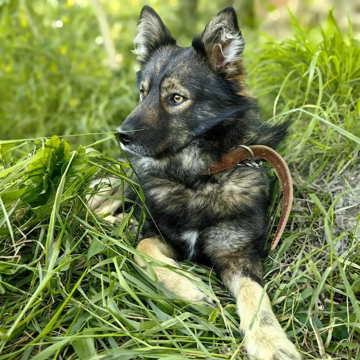 Гарик