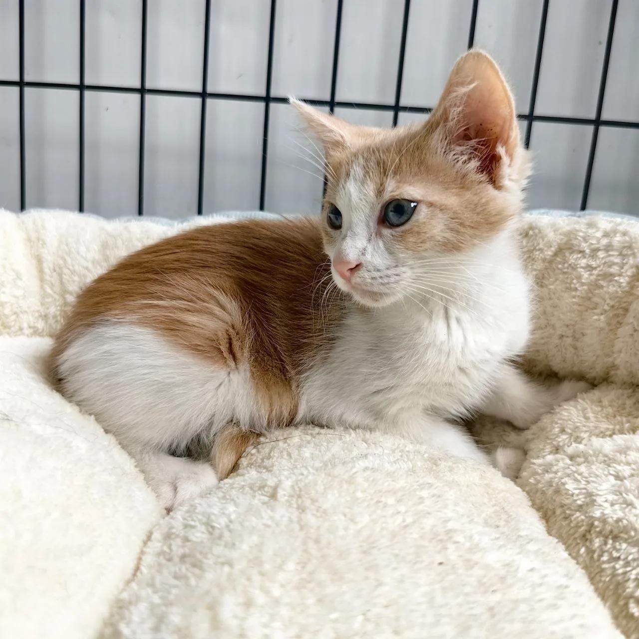 котенок девочка