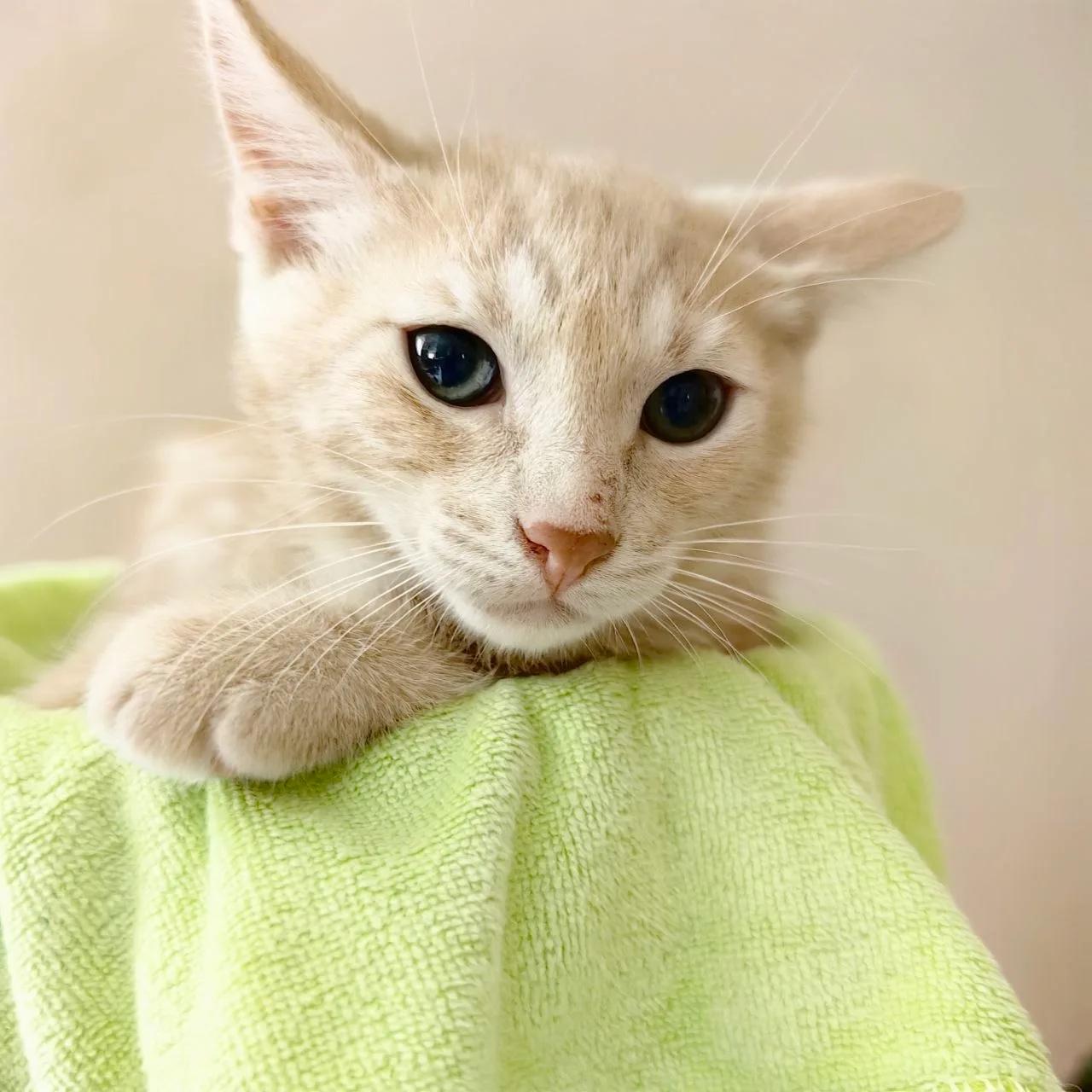 котенок мальчик